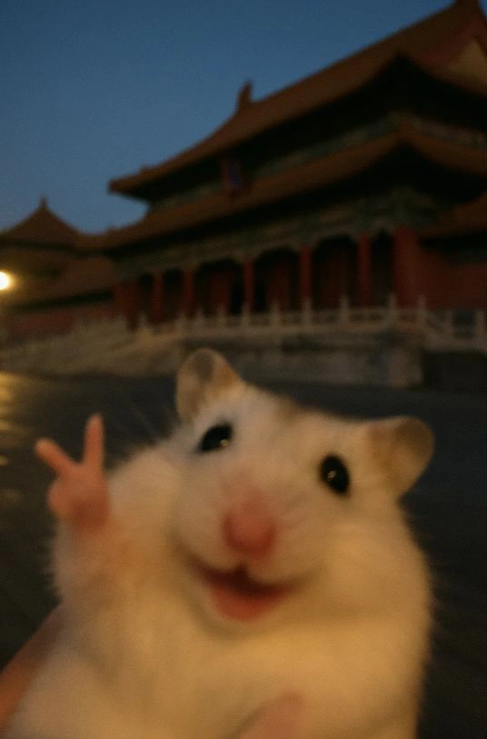 Aesthetic Hamster PFP