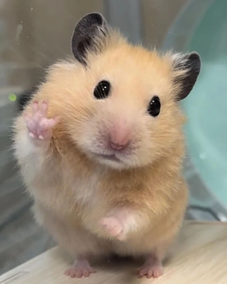 Aesthetic Hamster PFP