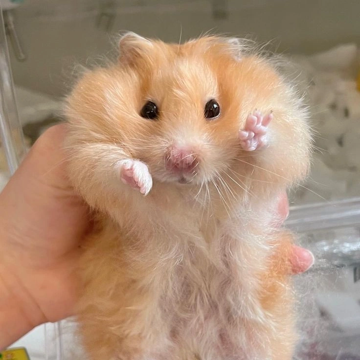 Cute Hamster PFP