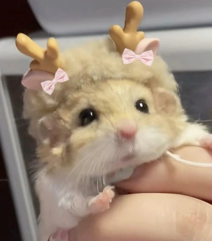 Cute Hamster PFP