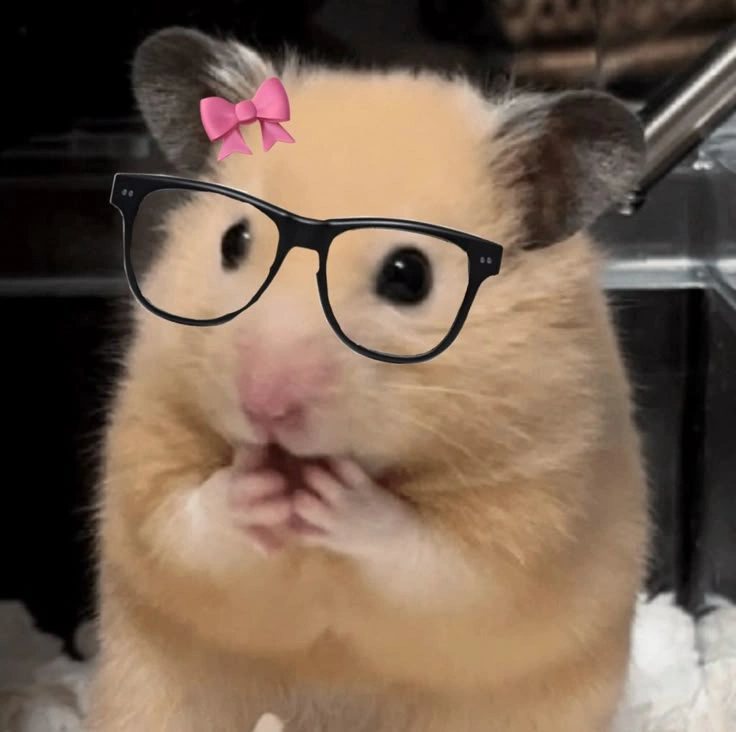 Cute Hamster PFP