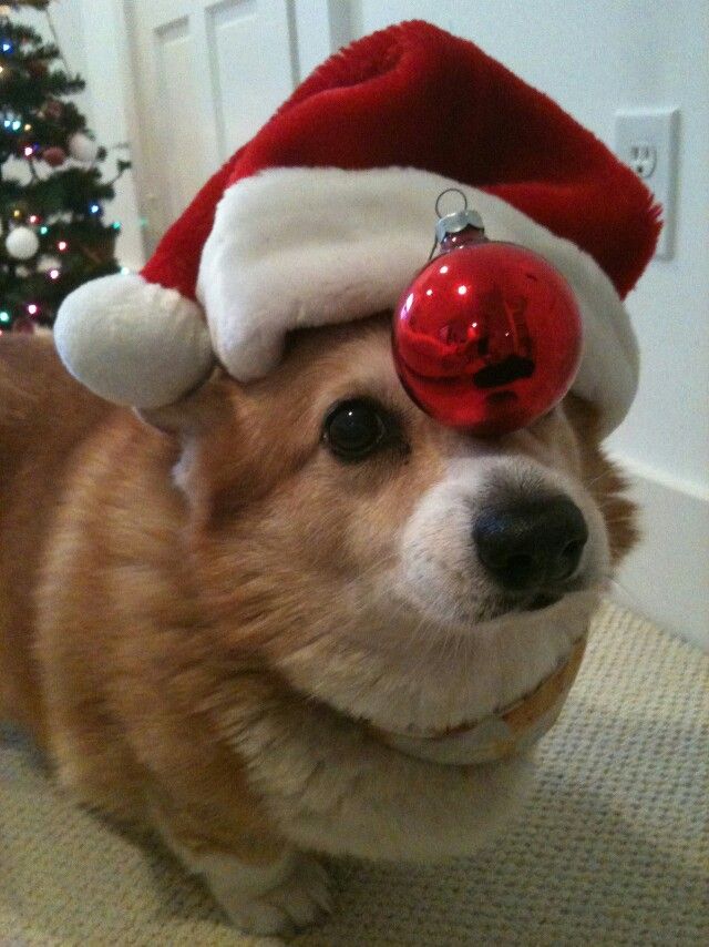 Dog pfp christmas