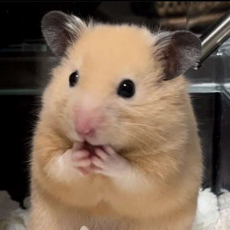 Hamster PFP Funny