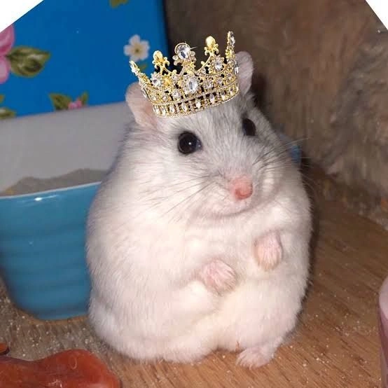 Hamster PFP for Instagram