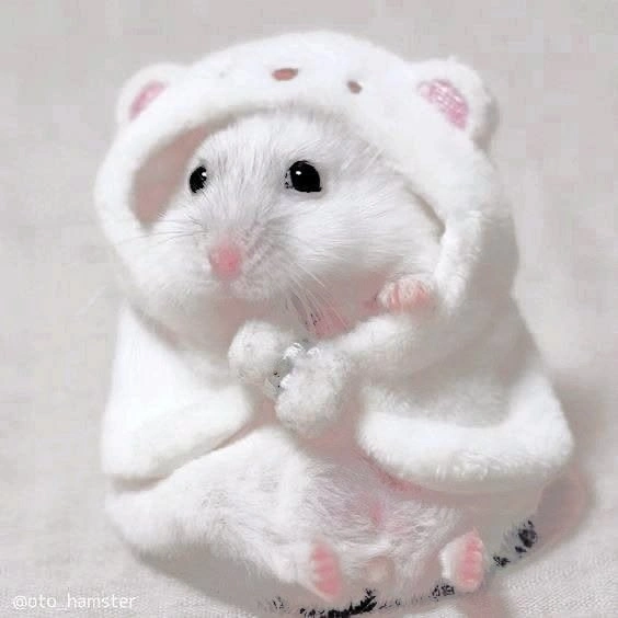 Hamster PFP for Instagram