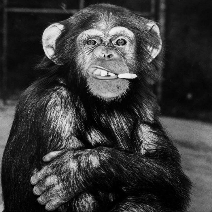 Monkey PFP Aesthetic