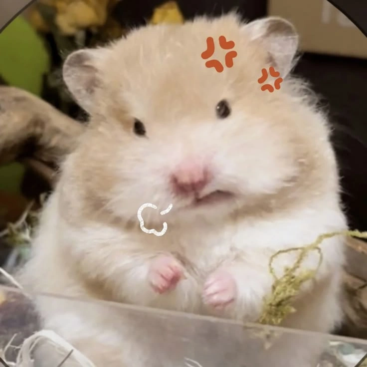 Sad Hamster PFP