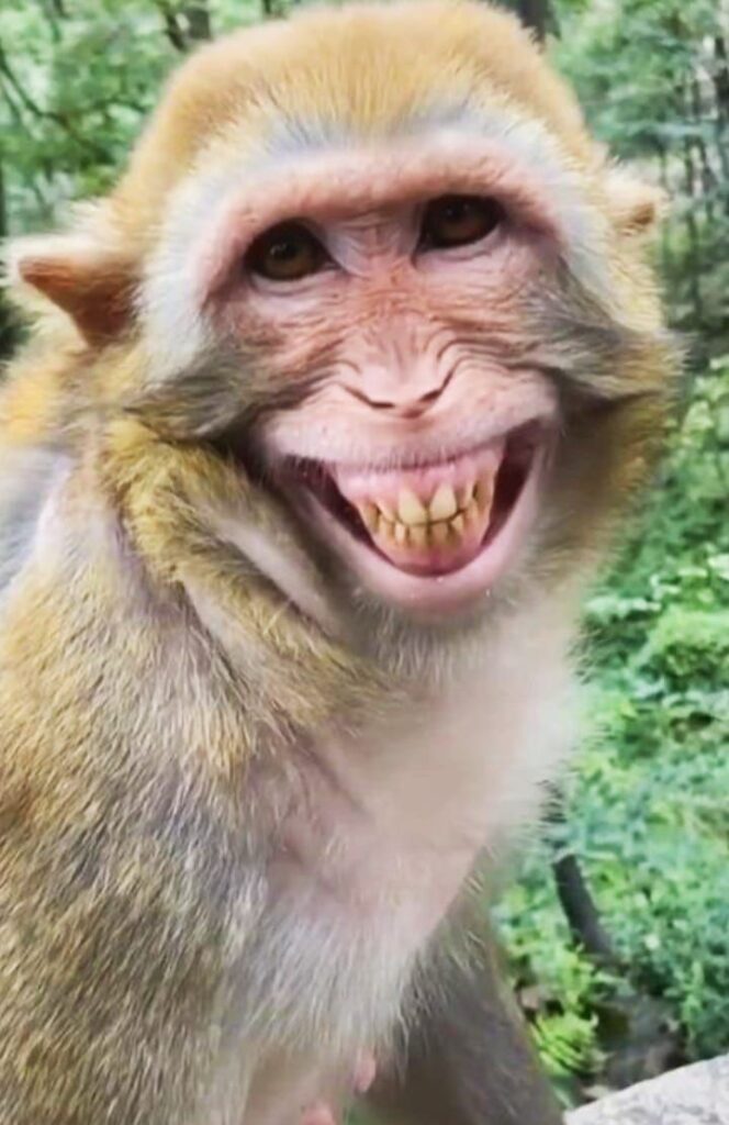 Monkey PFP Meme