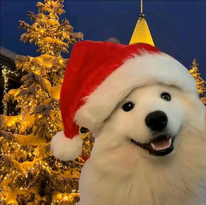 Dog pfp christmas