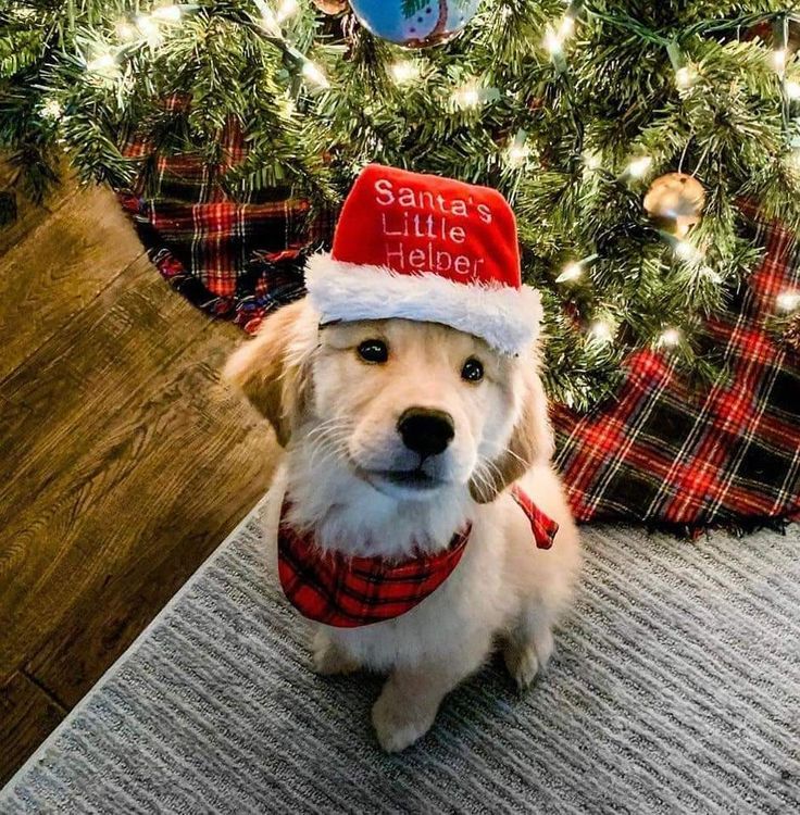 Dog pfp christmas
