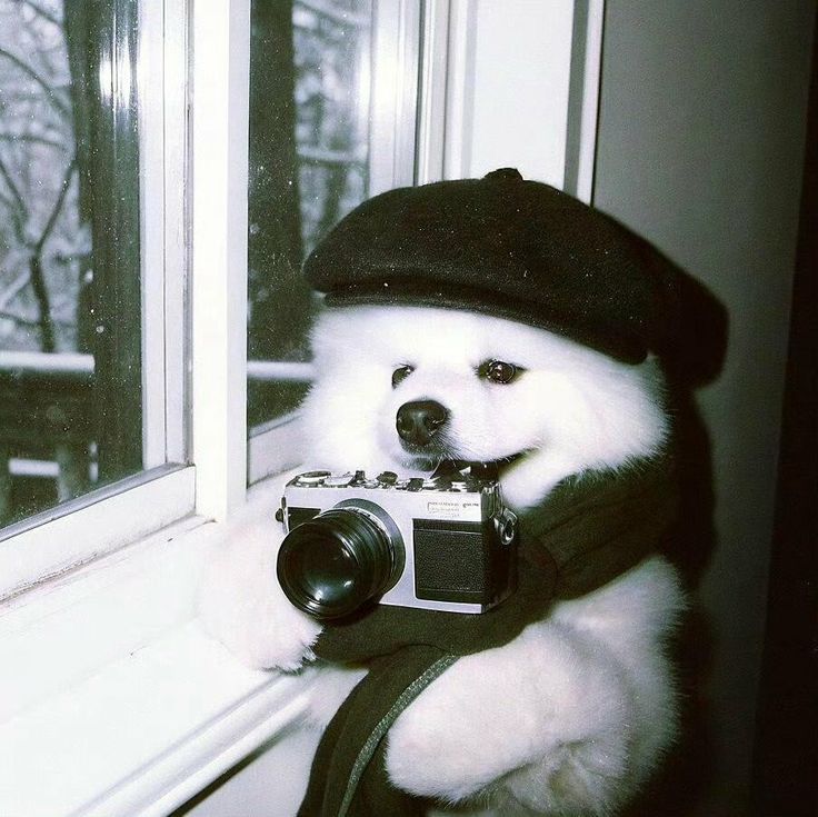 Dog pfp black and white