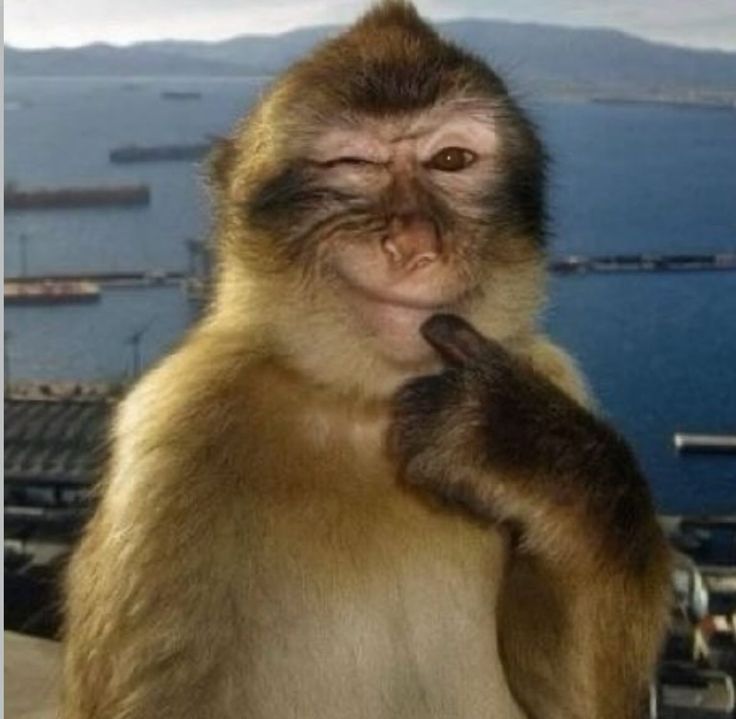 Monkey PFP Aesthetic