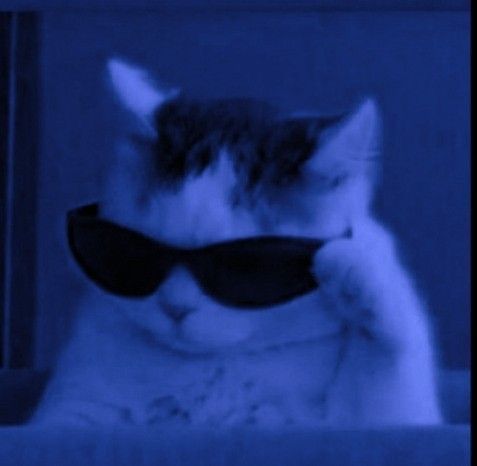 Blue Cat PFP