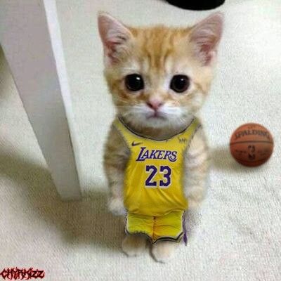 Basketball PFP Funny