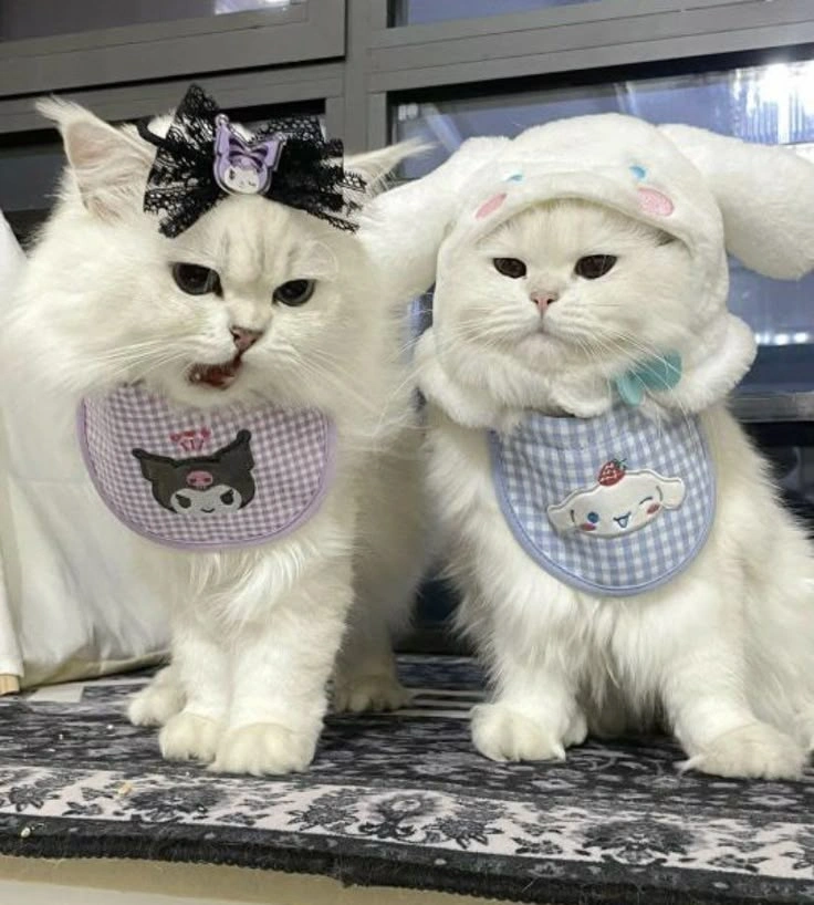 kuromi and cinnamoroll pfp