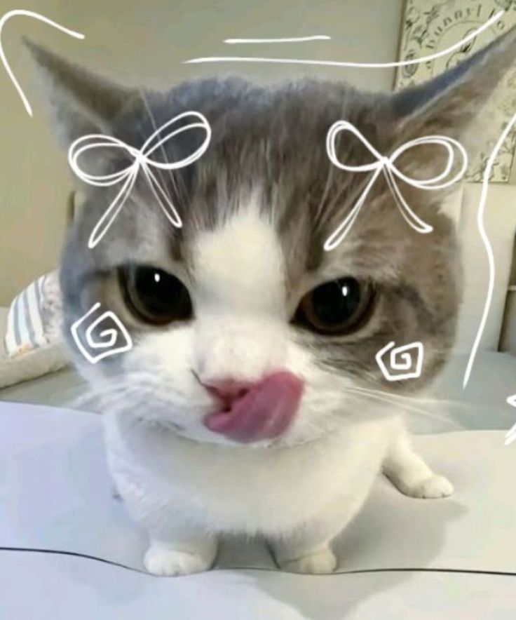 Cutecore Pfp Cat