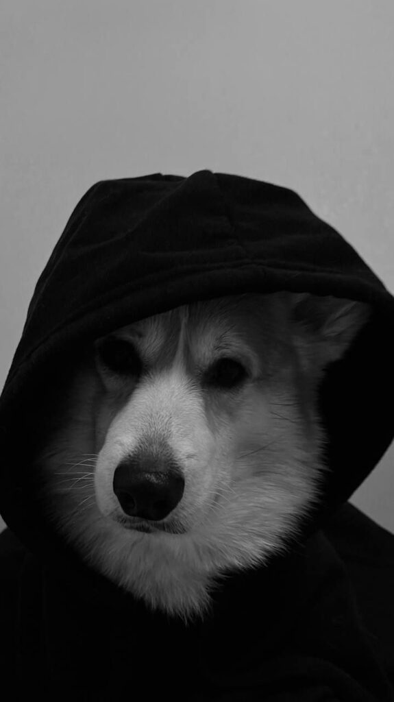 Dog pfp black and white