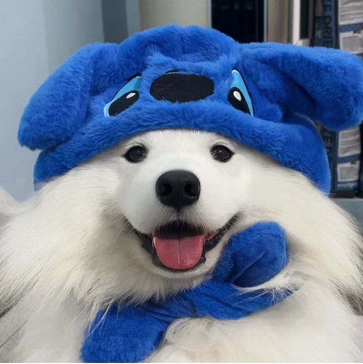 Cute dog pfp