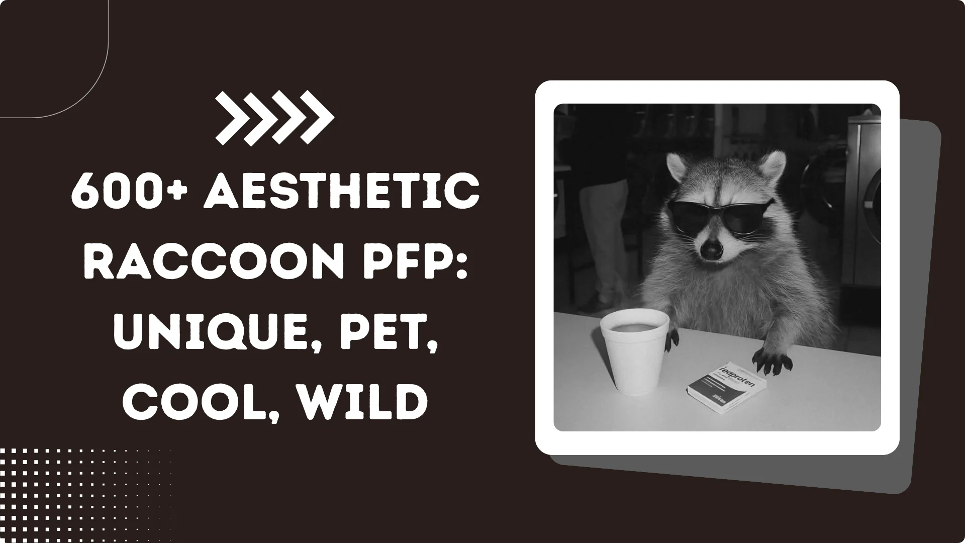 Aesthetic Raccoon PFP