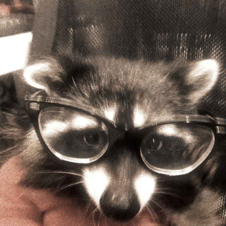 Happy raccoon playful energy
