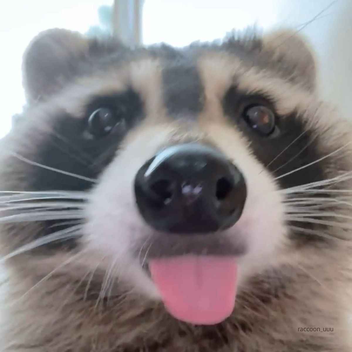 Aesthetic raccoon in moonlight