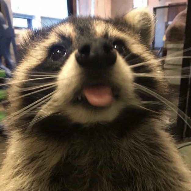 Cool raccoon with sunglasses