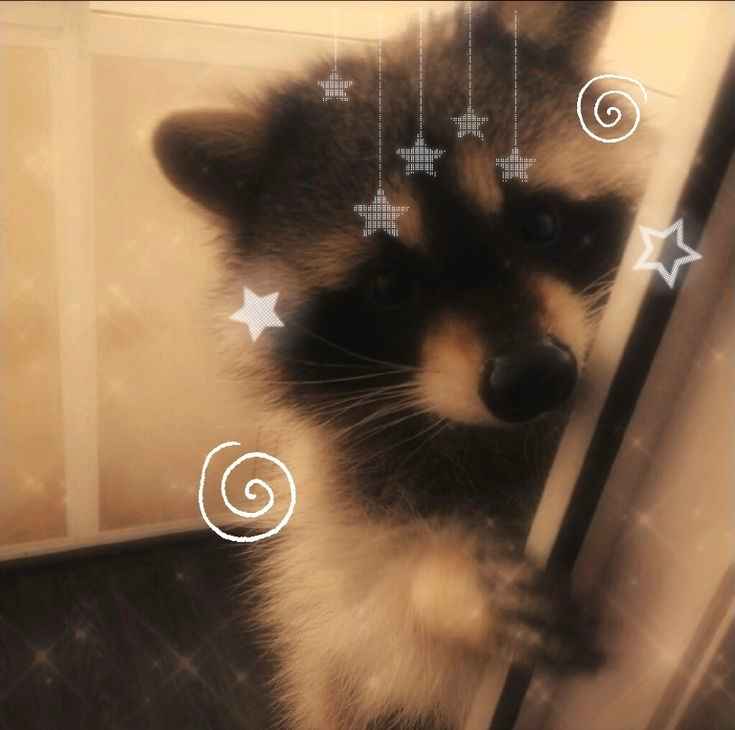 Raccoon meme chaotic mood