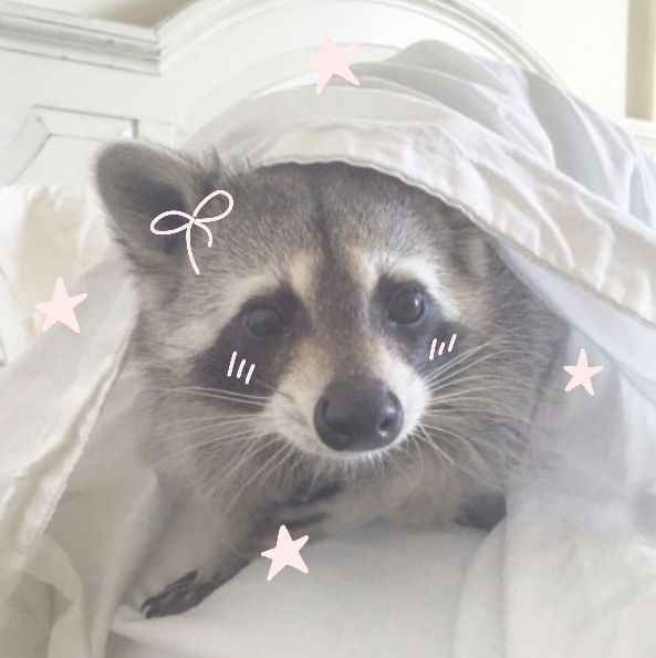 Raccoon with glowing eyes
