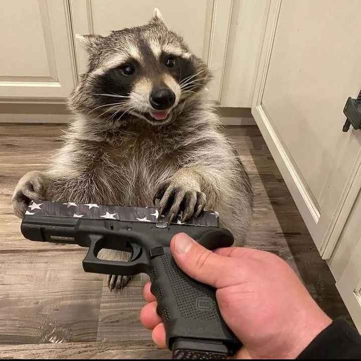 Tiny raccoon cute expression