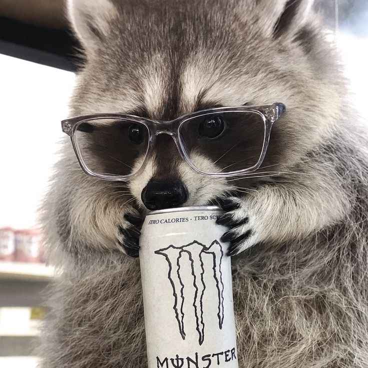 Cute raccoon smiling softly