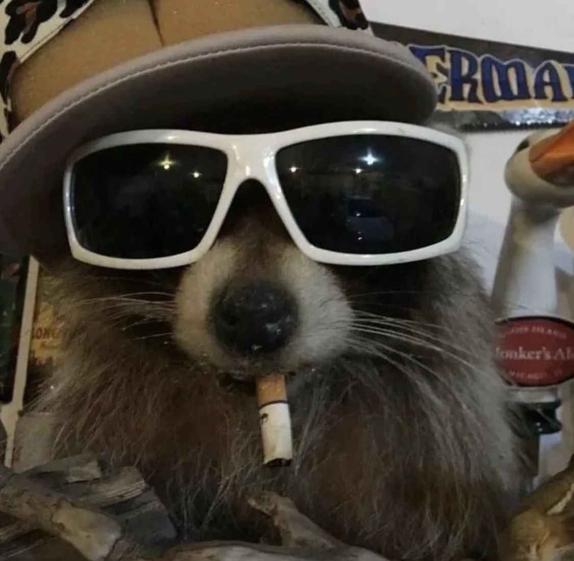 Funny raccoon holding snacks